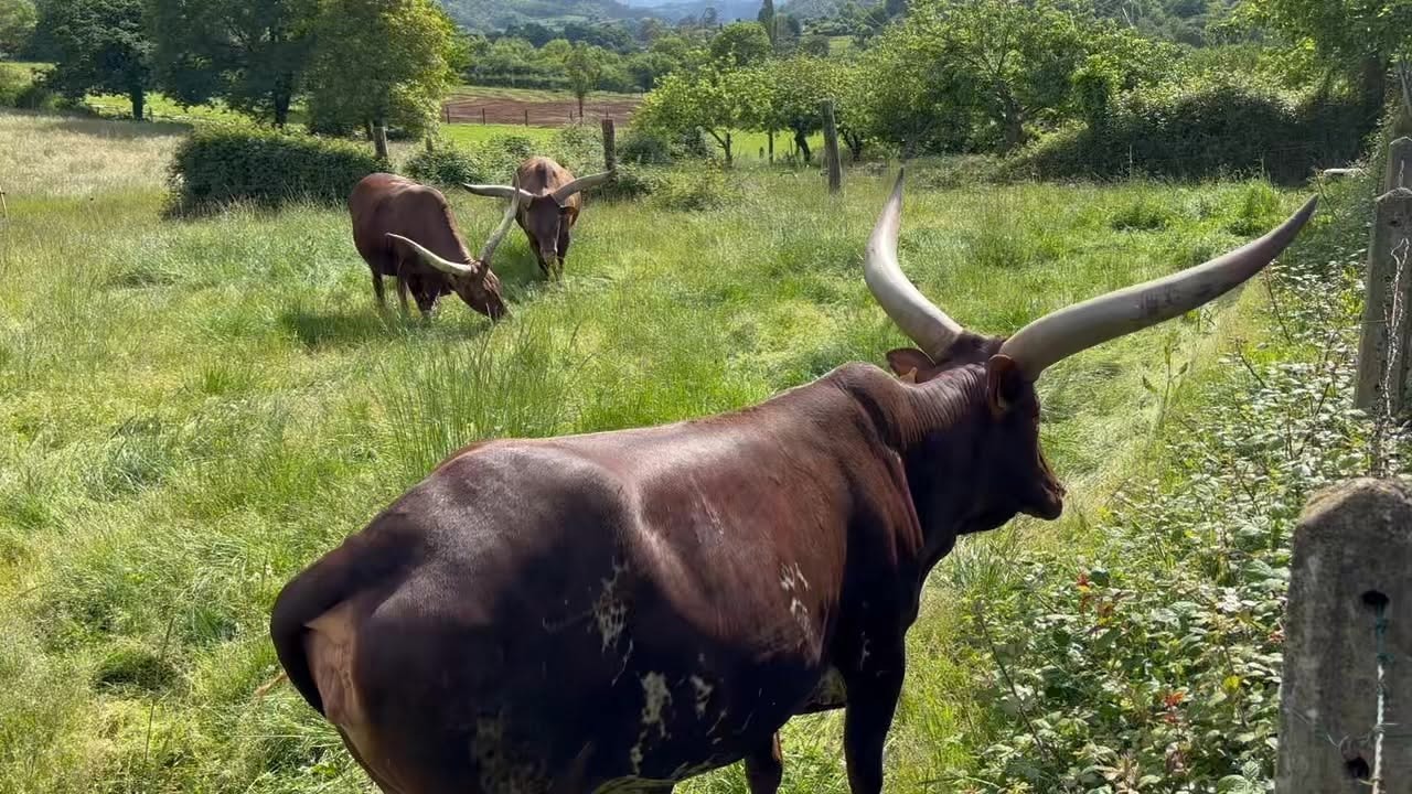 Niños alimentando a los animales en una visita familiar guiada en la granja escuela en Asturias.