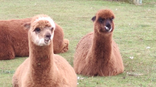 Familia disfrutando de una escapada de fin de semana económica en el Núcleo Zoológico Tuernes El Pequeño