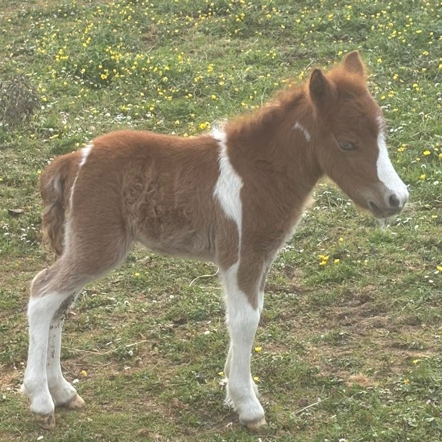Niños pequeños aprendiendo sobre la vida del campo y el bienestar animal en Asturias