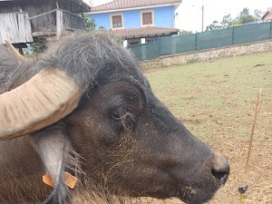 Niños de un colegio de Asturias en un taller interactivo con animales con total seguridad