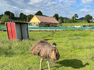 Recorrido accesible y seguro para grupos de residencias en el Núcleo Zoológico Tuernes El Pequeño en Asturias