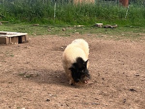 Actividad intergeneracional en la granja escuela de Asturias con contacto directo con animales