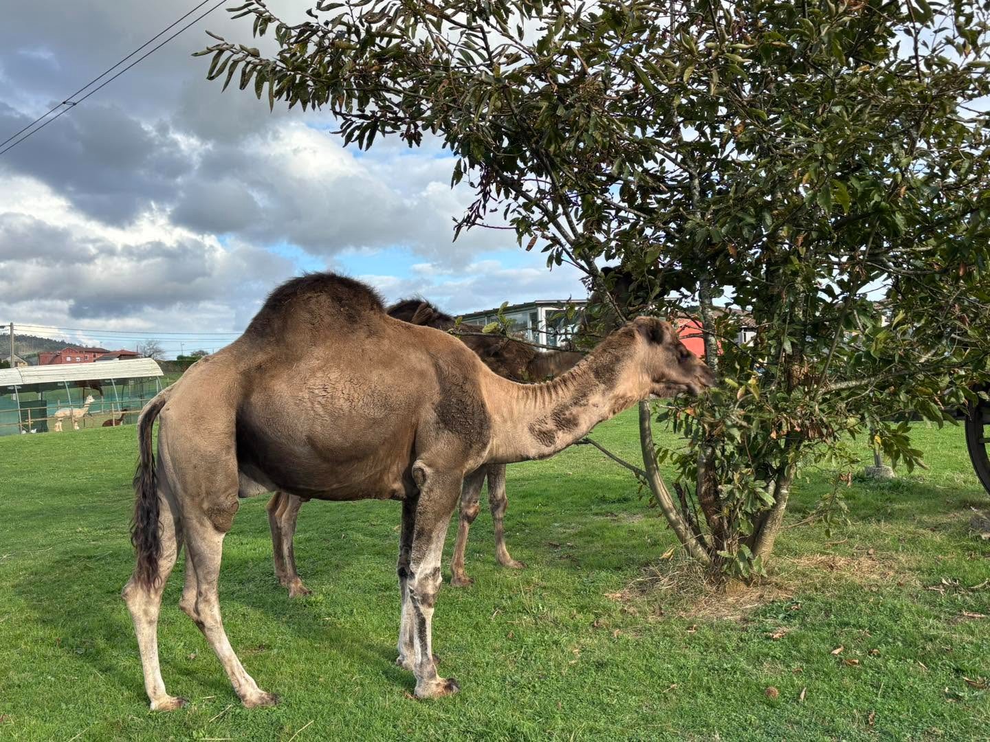 Suricatos en las instalaciones cuidadas del Núcleo Zoológico Tuernes El Pequeño en Asturias