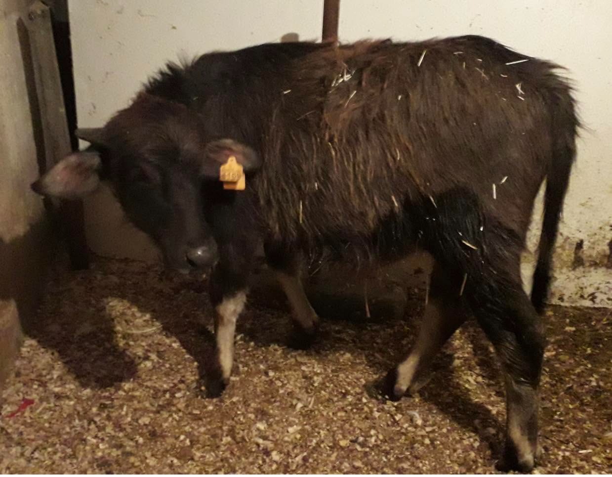 Animales felices y cuidados en amplias parcelas al aire libre en una granja en Asturias